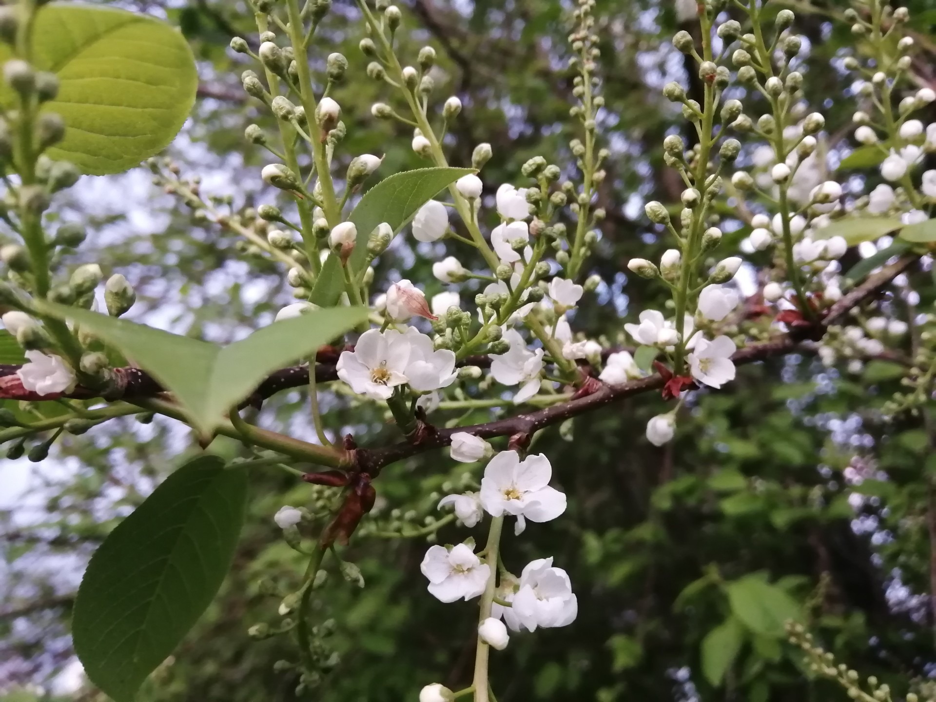 Branche de muguetier couverte de fleurs blanches ressemblant à du muguet